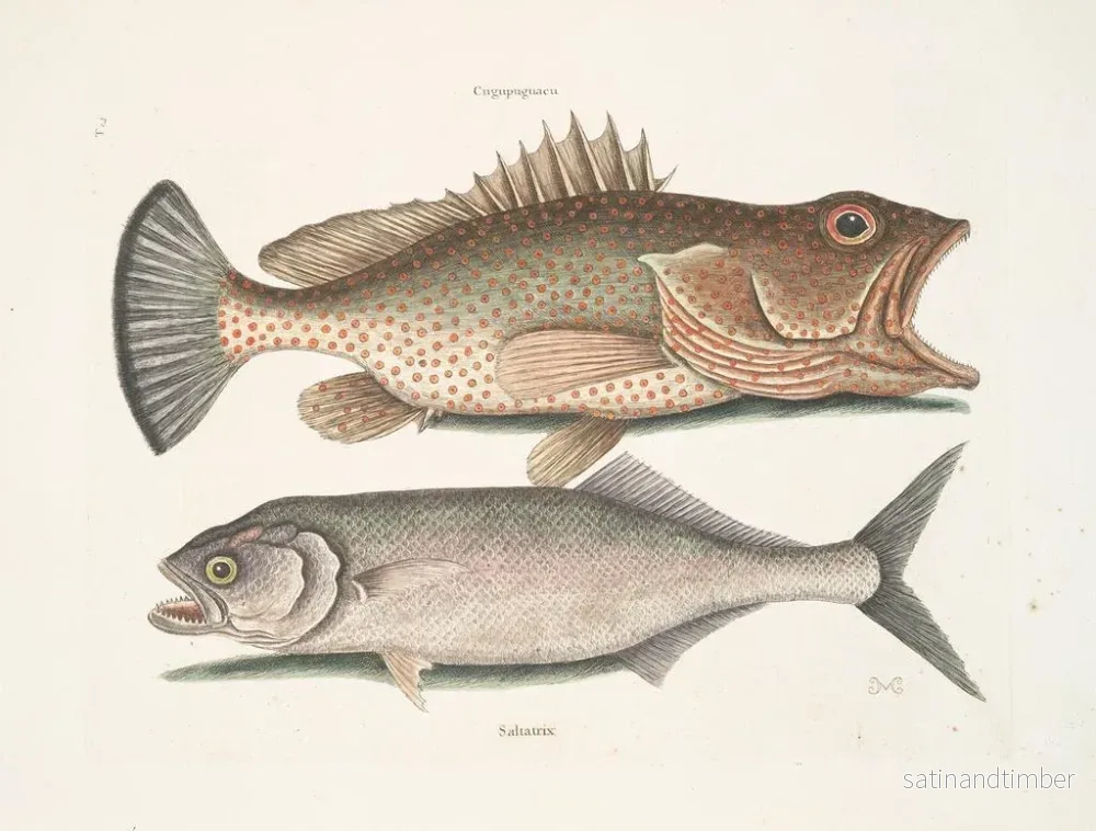 Reproduktion av målningen Gugupuguacu le hindou Saliatrix Skipjack - Mark Catesby - Bild 2