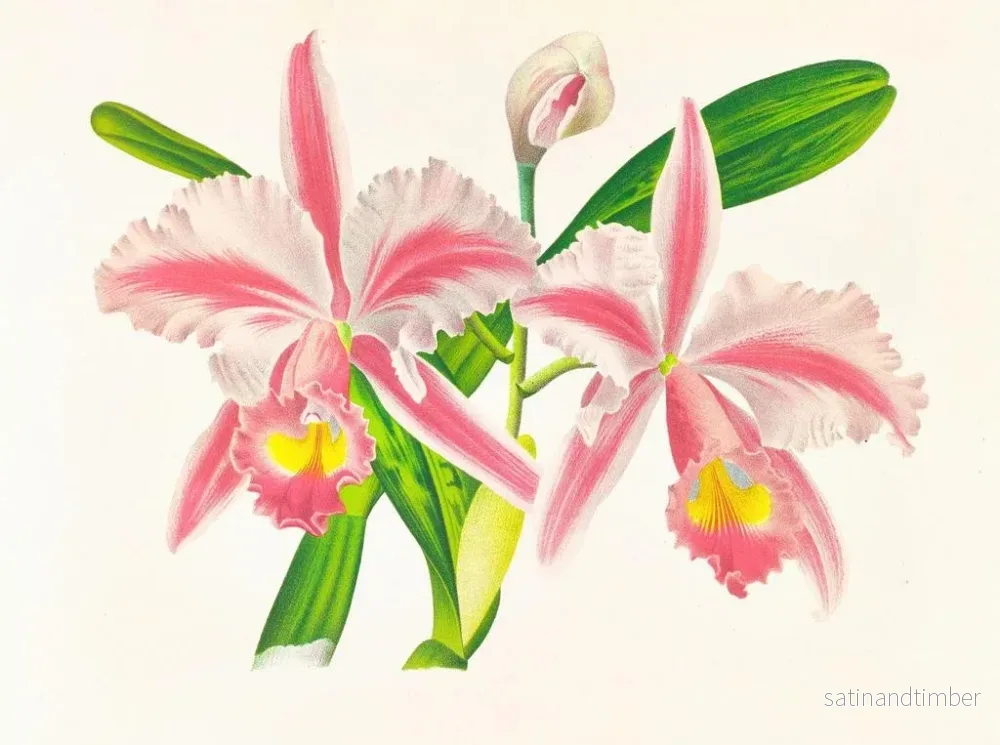 Reproduktion av målningen Cattleya trianae var. striata - Jean Jules Linden - Bild 2
