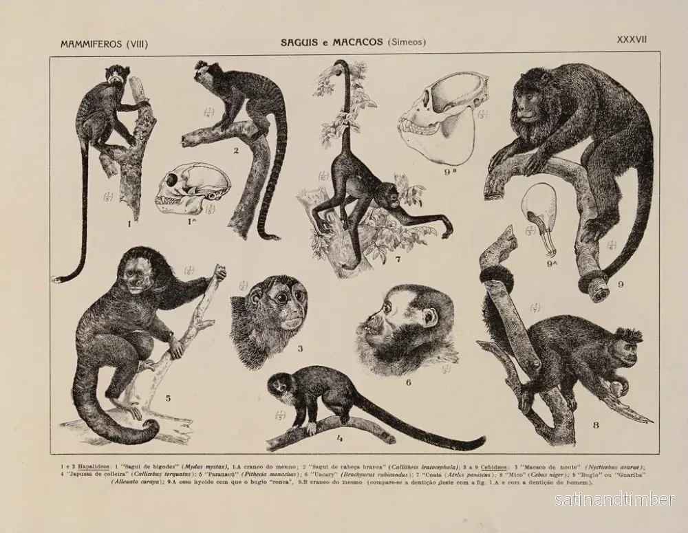 Reproduktion av målningen Atlas de la faune du Brésil Pl37 - Rodolpho von Ihering - Bild 2