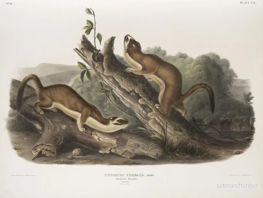 Reproduktion av målningen Fouine à collerette, mâles, taille naturelle - John Woodhouse Audubon - Bild 2
