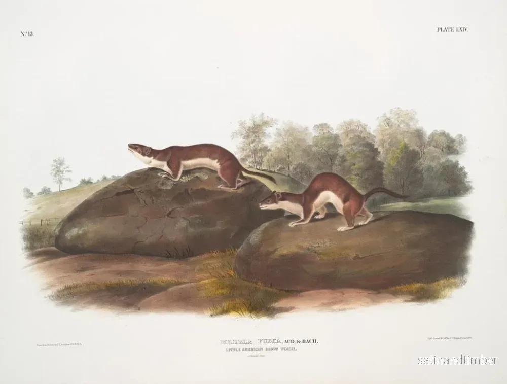 Reproduktion av målningen Fouine amerikanska - John Woodhouse Audubon - Bild 2