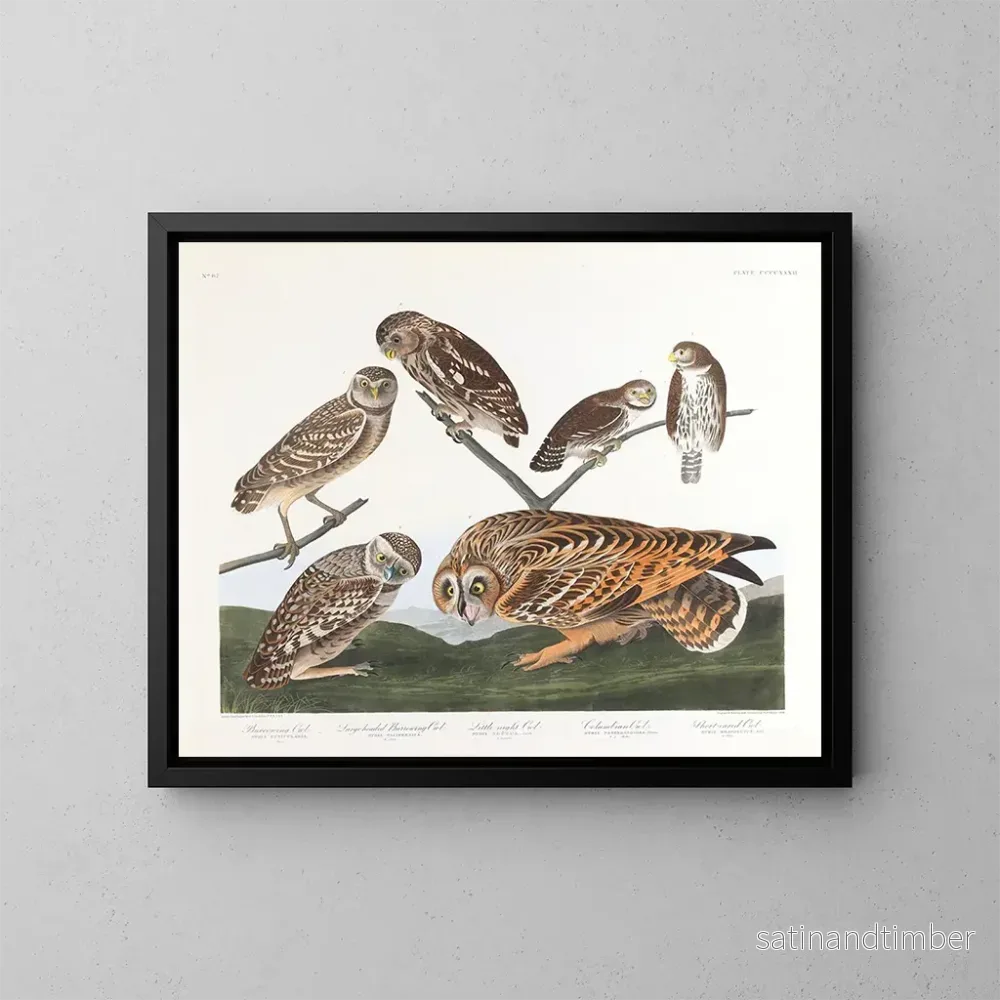 Reproduktion av målningen Hibou des terriers - John James Audubon