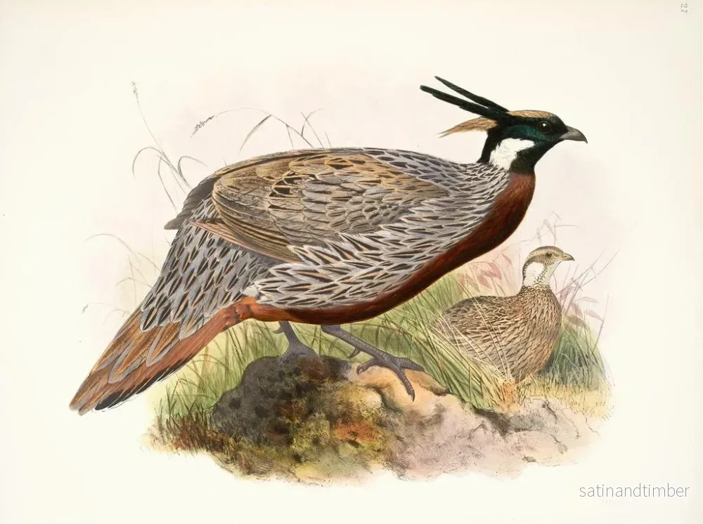 Reproduktion av målningen Purcasia macrolopha - Joseph Smit - Bild 2