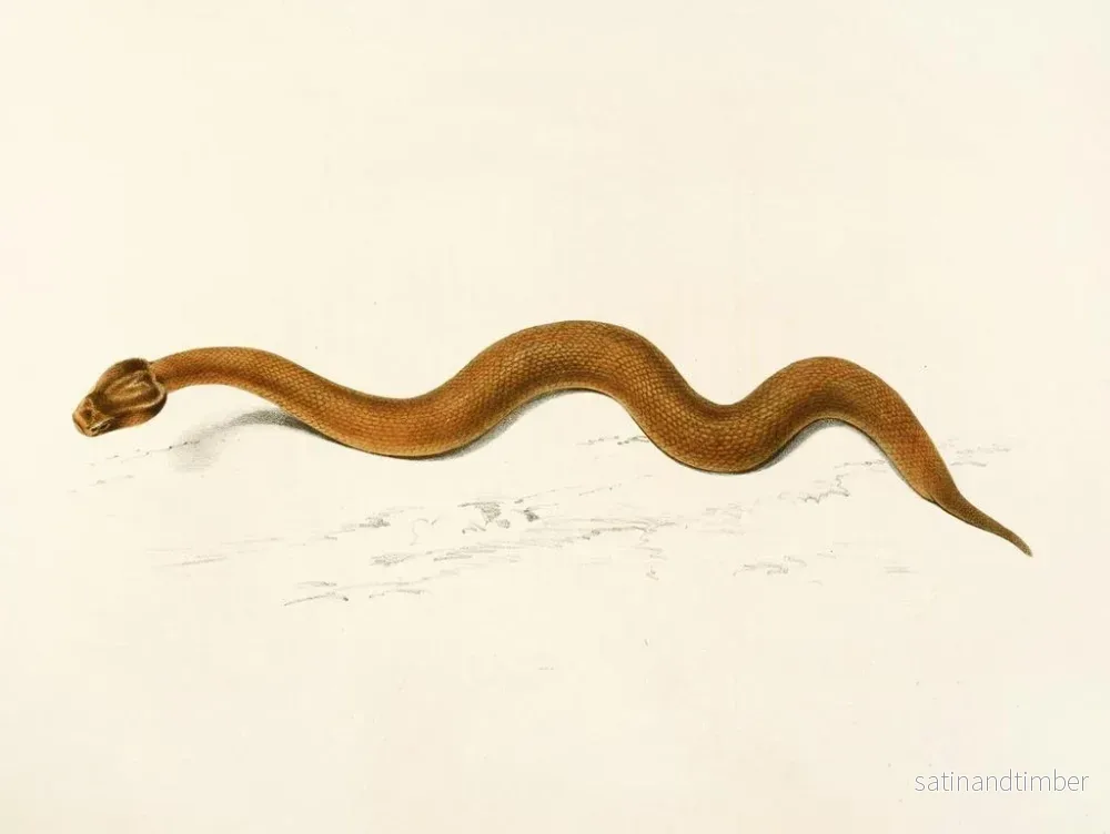 Reproduktion av målningen Enchida inornata - Sir Andrew Smith - Bild 2