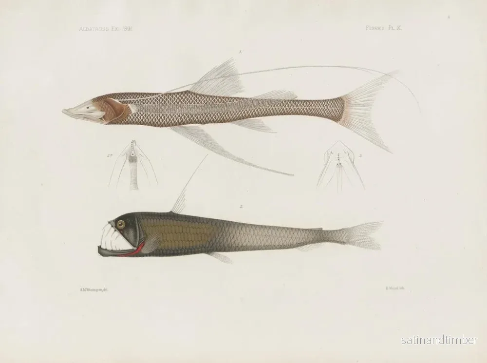 Reproduktion av målningen Mémoires du Muséum de zoologie comparée de Harvard College Pl94 - Musée de Zoologie Comparée de l'Université Harvard - Bild 2