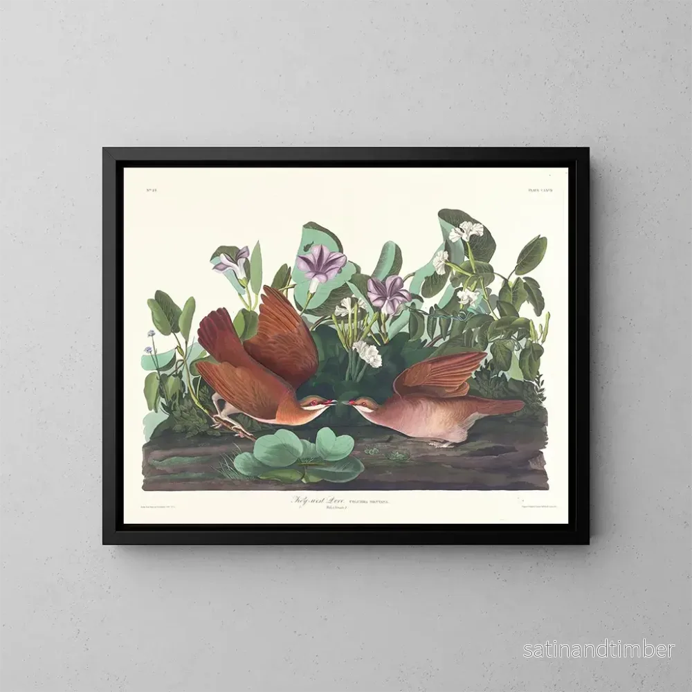 Reproduktion av målningen Key West-duva - John James Audubon