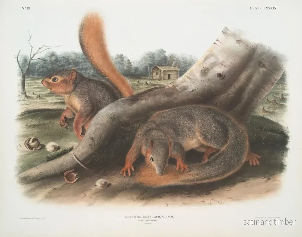 Reproduktion av målningen Squirrel i naturlig storlek - John Woodhouse Audubon - Bild 2