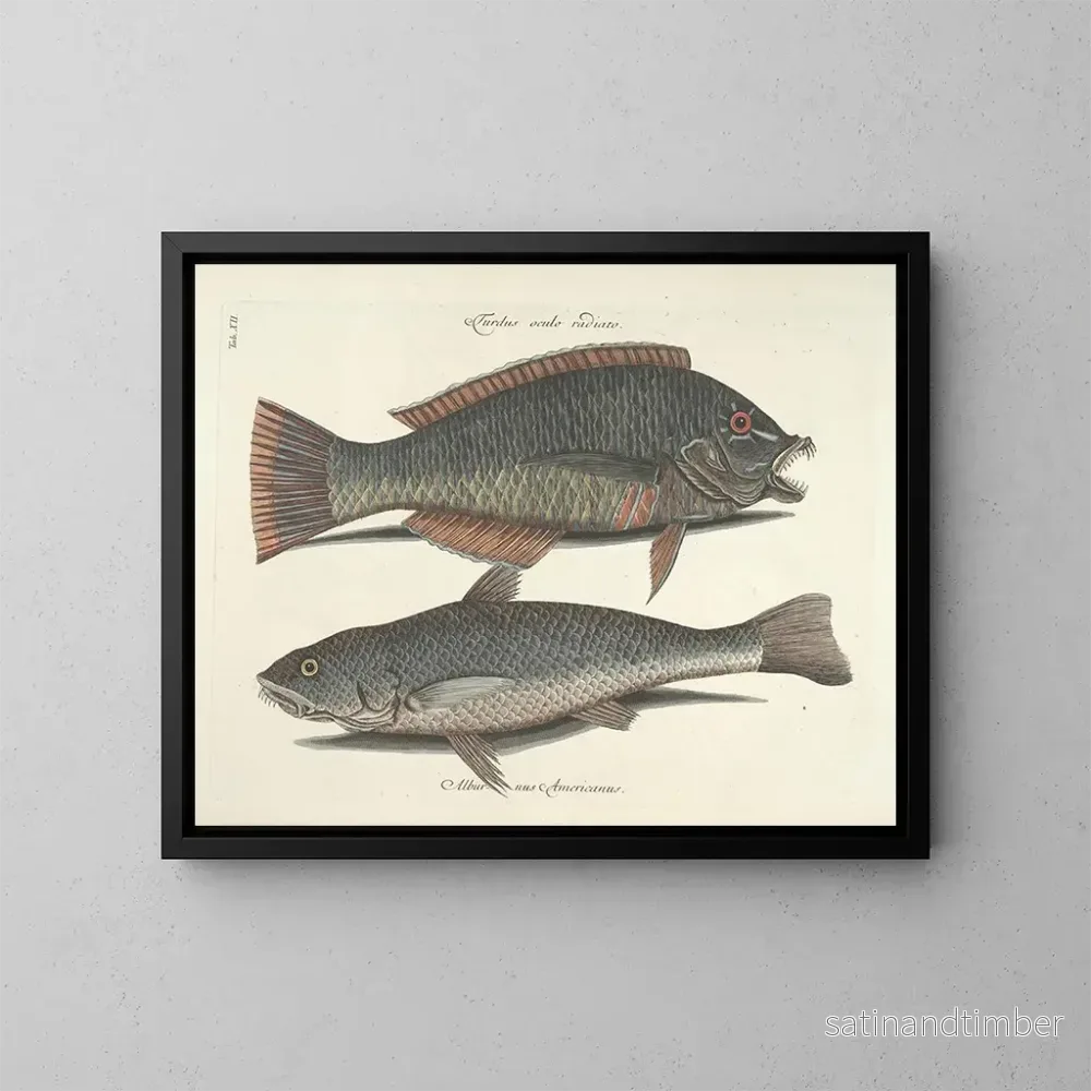 Reproduktion Bilder av fisk, ormar, insekter – Mark Catesby — plansch 012