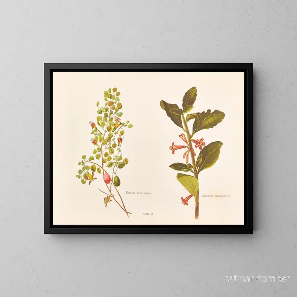 Reproduktion av målningen Fuchsia procumbens - Georgina Burne Hetley