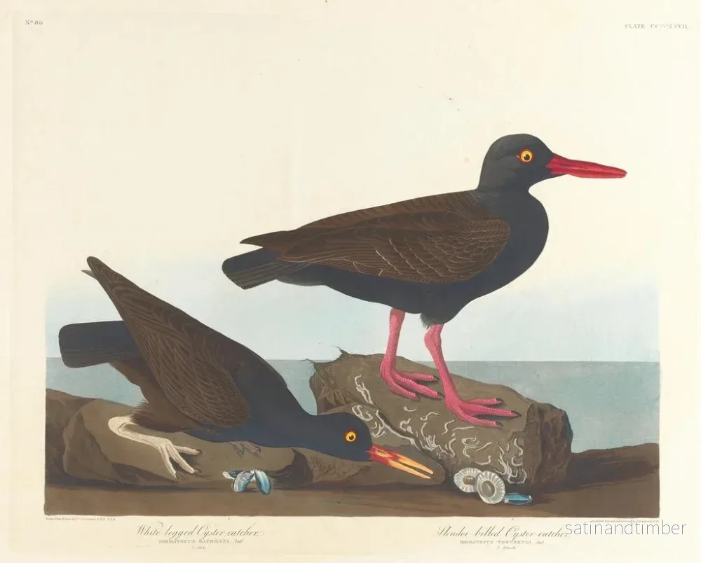 Reproduktion av målningen Huîtrier à pattes blanches Huîtrier à bec fin - John James Audubon - Bild 2