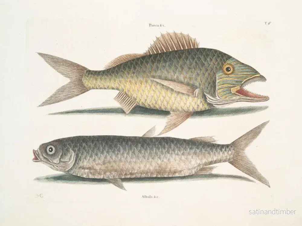Reproduktion av målningen Le mulet - Mark Catesby - Bild 2