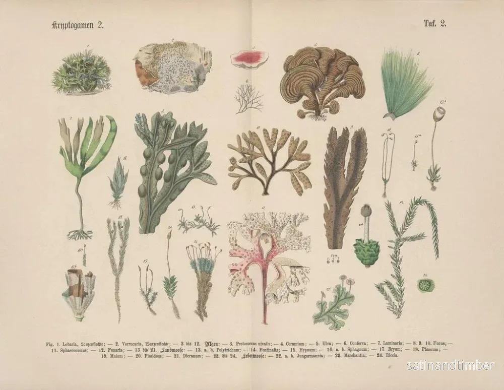 Reproduktion av målningen Manuel de botanique pratique en mots et en images Pl02 - Carl Hoffmann - Bild 2