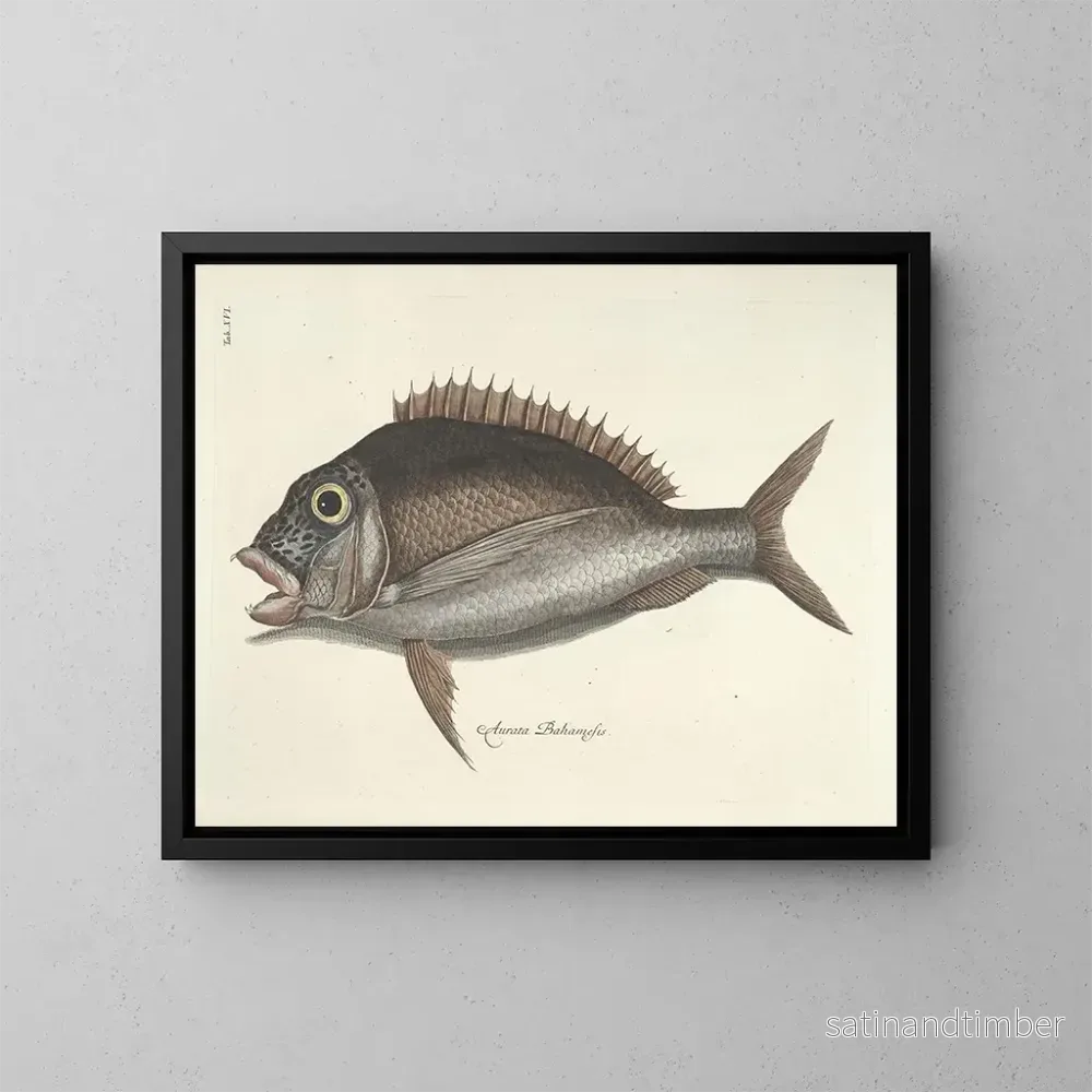 Reproduktion Bilder av fisk, ormar, insekter – Mark Catesby — plansch 016