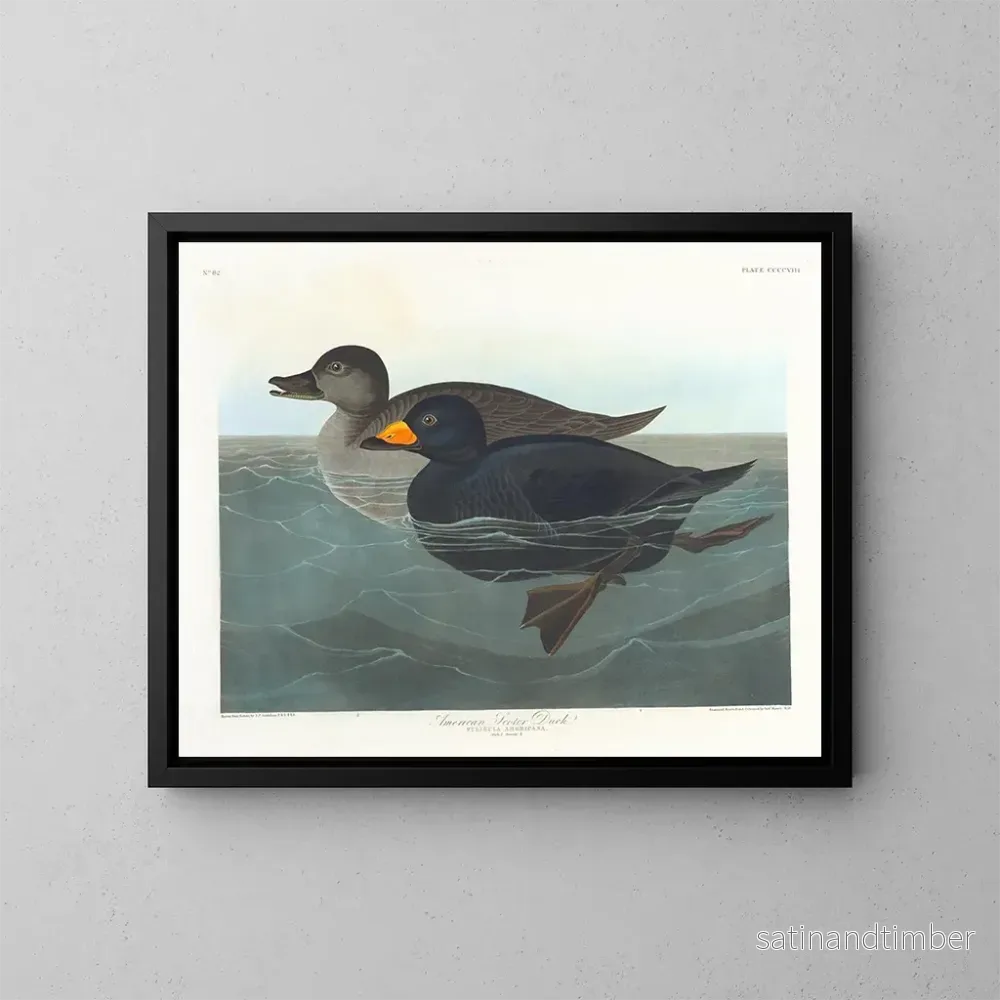 Reproduktion av målningen av amerikansk knölsvan - John James Audubon