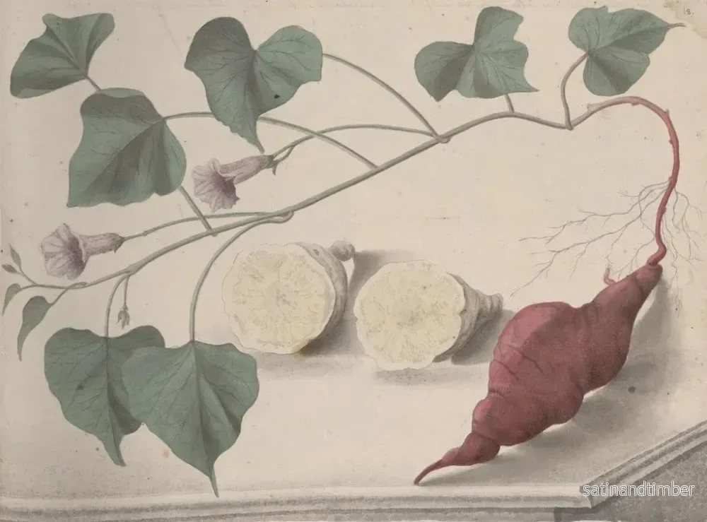 Reproduktion av målningen Histoire naturelle de Saint-Domingue Pl149 - René de Rabi - Bild 2