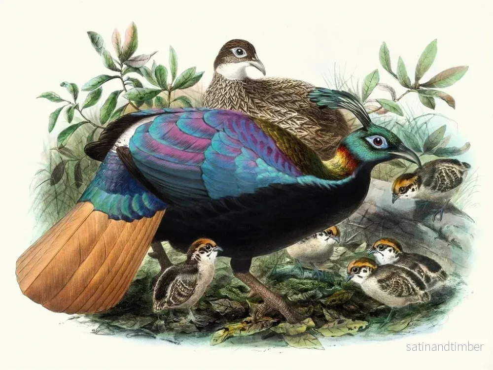 Reproduktion av målningen Lophophore impeyanus - Joseph Smit - Bild 2