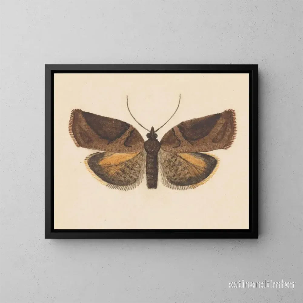 Reproduktion av målningen akvarell av entomologi Pl056 – George Hudson Reproduktion av målningen akvarell av entomologi Pl056 – George Hudson