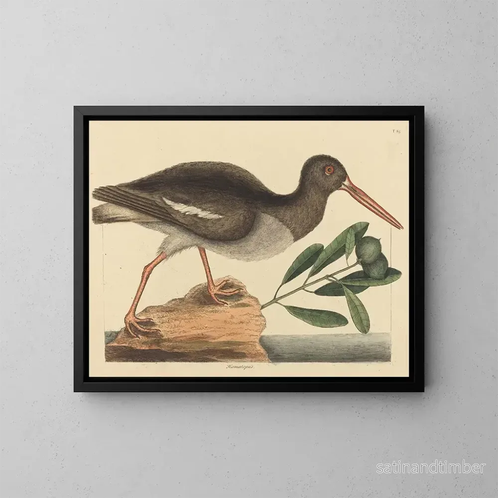 Reproduktion av målningen Le Huîtrier pie Haematopus ostralegus - Mark Catesby