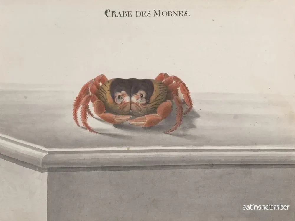 Reproduktion av målningen Histoire naturelle de Saint-Domingue Pl129 - René de Rabi - Bild 2