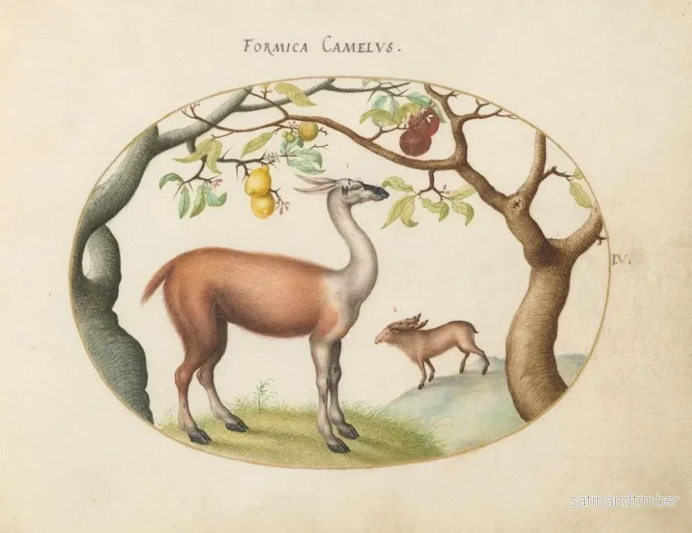 Reproduktion av målningen Llama och eland - Joris Hoefnagel - Bild 2
