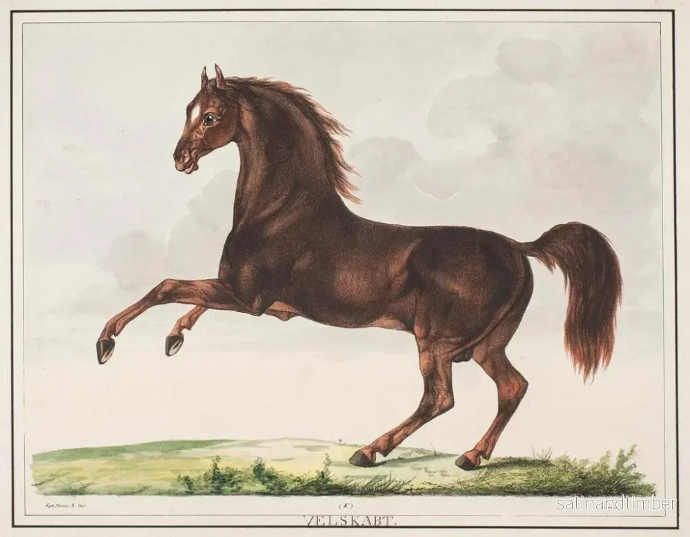 Reproduktion av målningen Le cheval bien formé - Christian David Gebauer - Bild 2