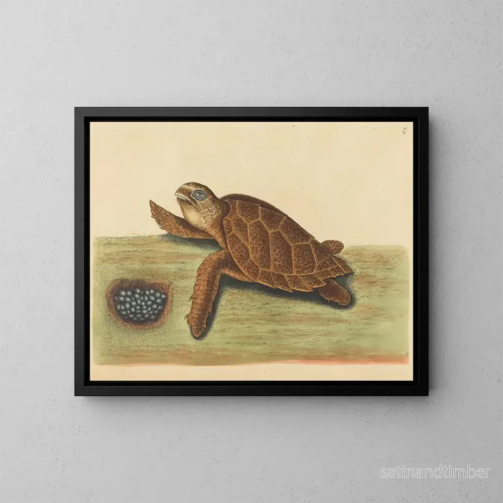 Reproduktion av målningen La tortue imbriquée - Mark Catesby