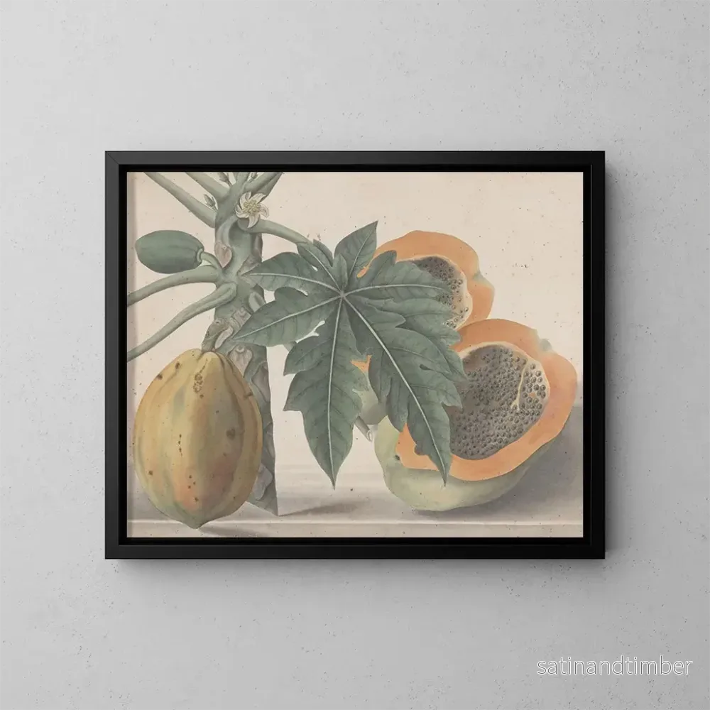 Reproduktion av målningen Histoire naturelle de Saint-Domingue Pl141 - René de Rabi