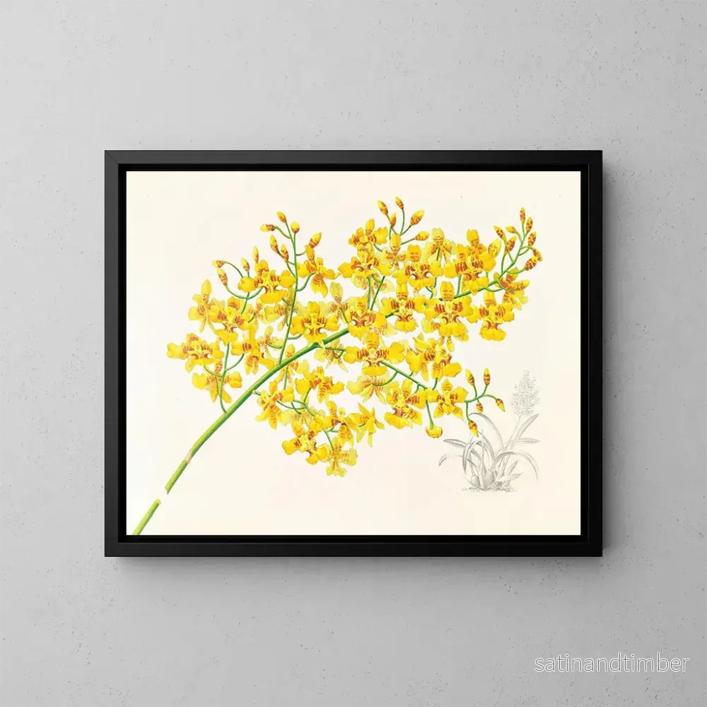 Reproduktion av målningen Oncidium aurosum - Jean Jules Linden