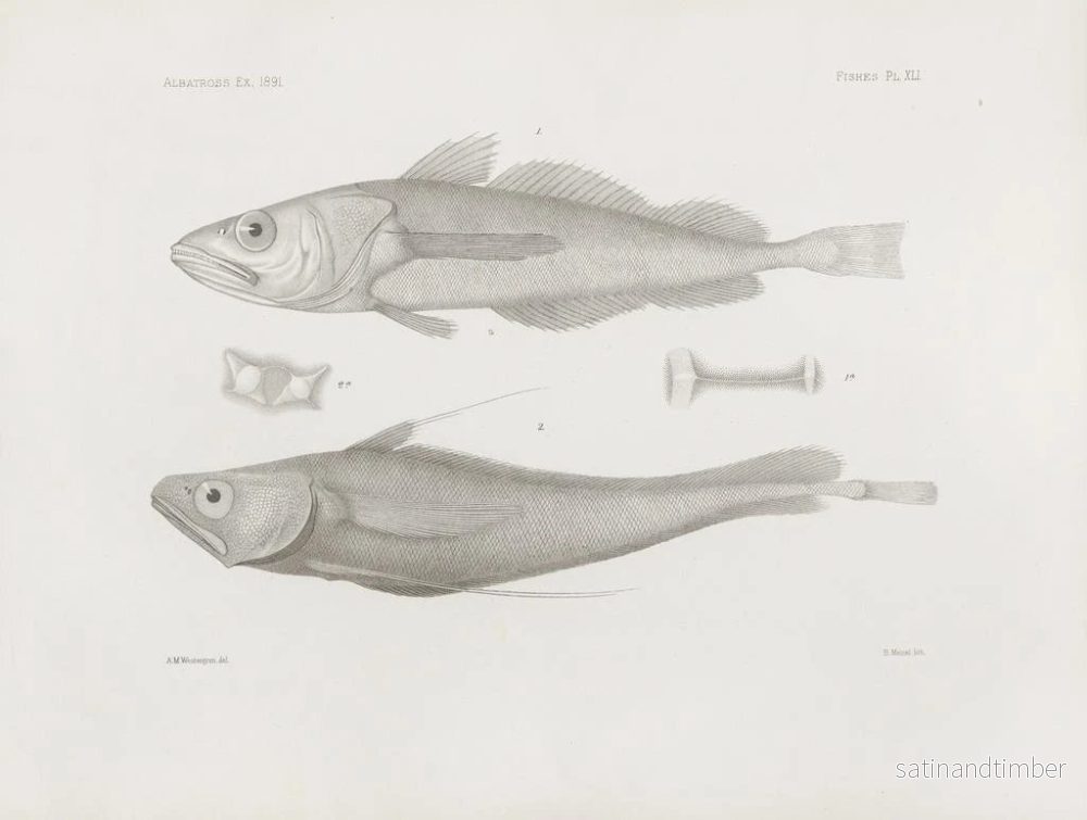 Reproduktion av målningen Mémoires du Muséum de zoologie comparée de Harvard College Pl41 - Musée de Zoologie Comparée de l'Université Harvard - Bild 2