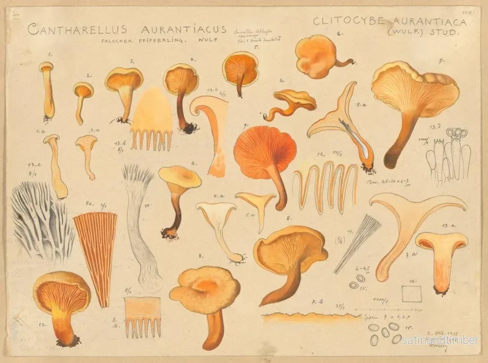 Reproduktion av målningen Chanterelle orangée - Hans Baldung - Bild 2