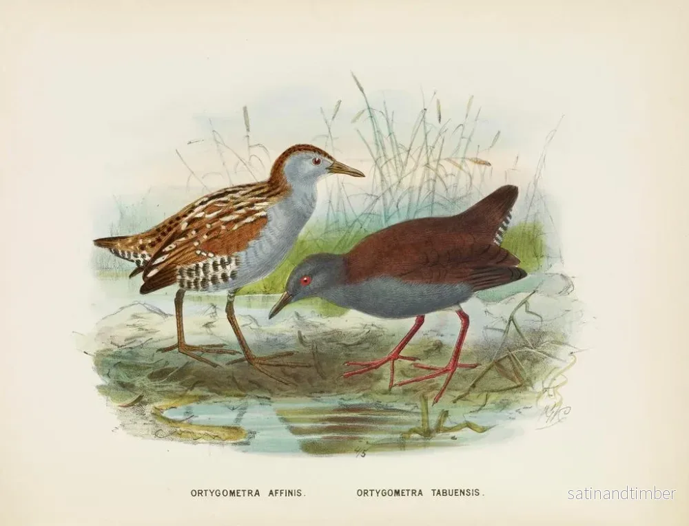Reproduktion av målningen Ortygometra affinis och Ortygometra tabuensis - John Gerrard Keulemans - Bild 2