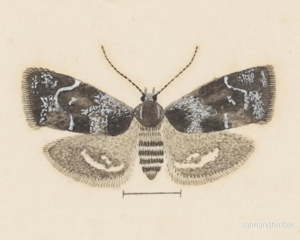 Reproduktion av målningen Aquarelle d'entomologie Pl104 - George Hudson - Bild 2
