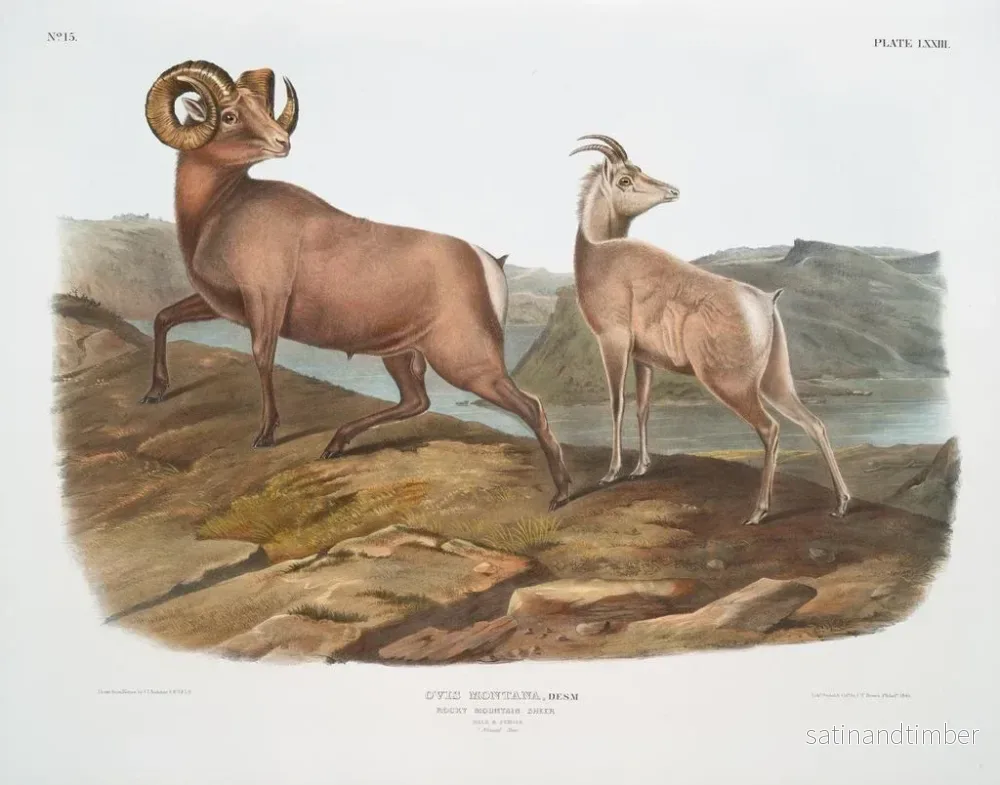 Reproduktion av målningen av bergsgetar, han och hona - John Woodhouse Audubon - Bild 2