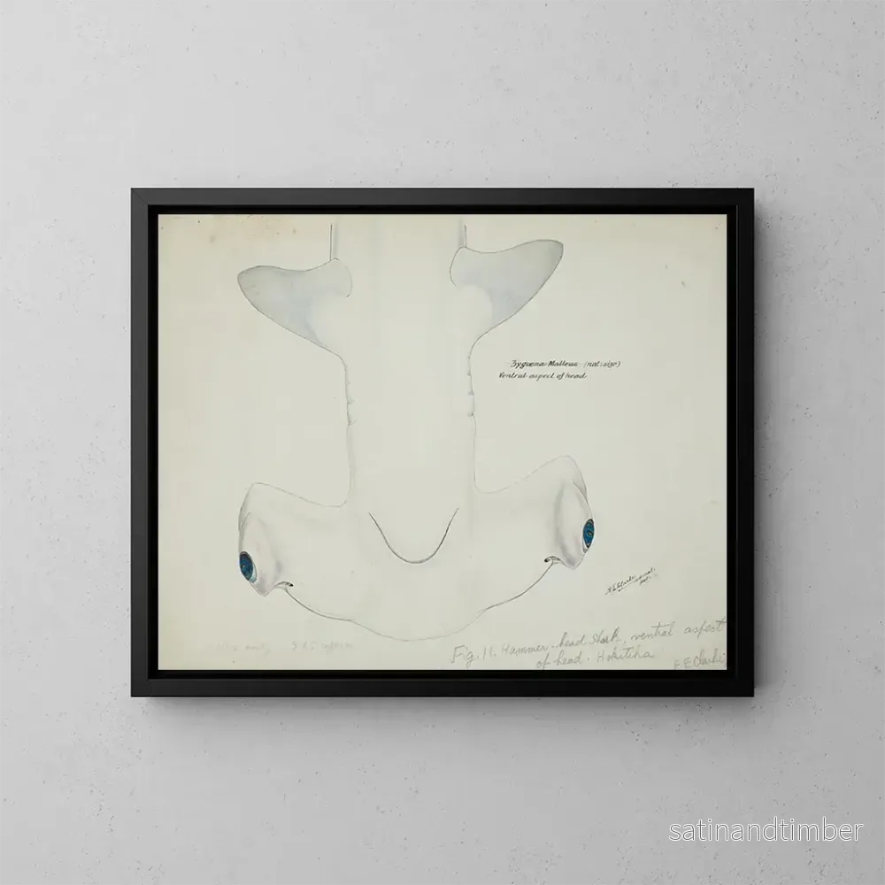 Reproduktion av målningen Tête de requin marteau (Sphyrna zygaena) vue ventrale – Frank Edward Clarke Reproduktion av målningen Tête de requin marteau (Sphyrna zygaena) vue ventrale – Frank Edward Clarke