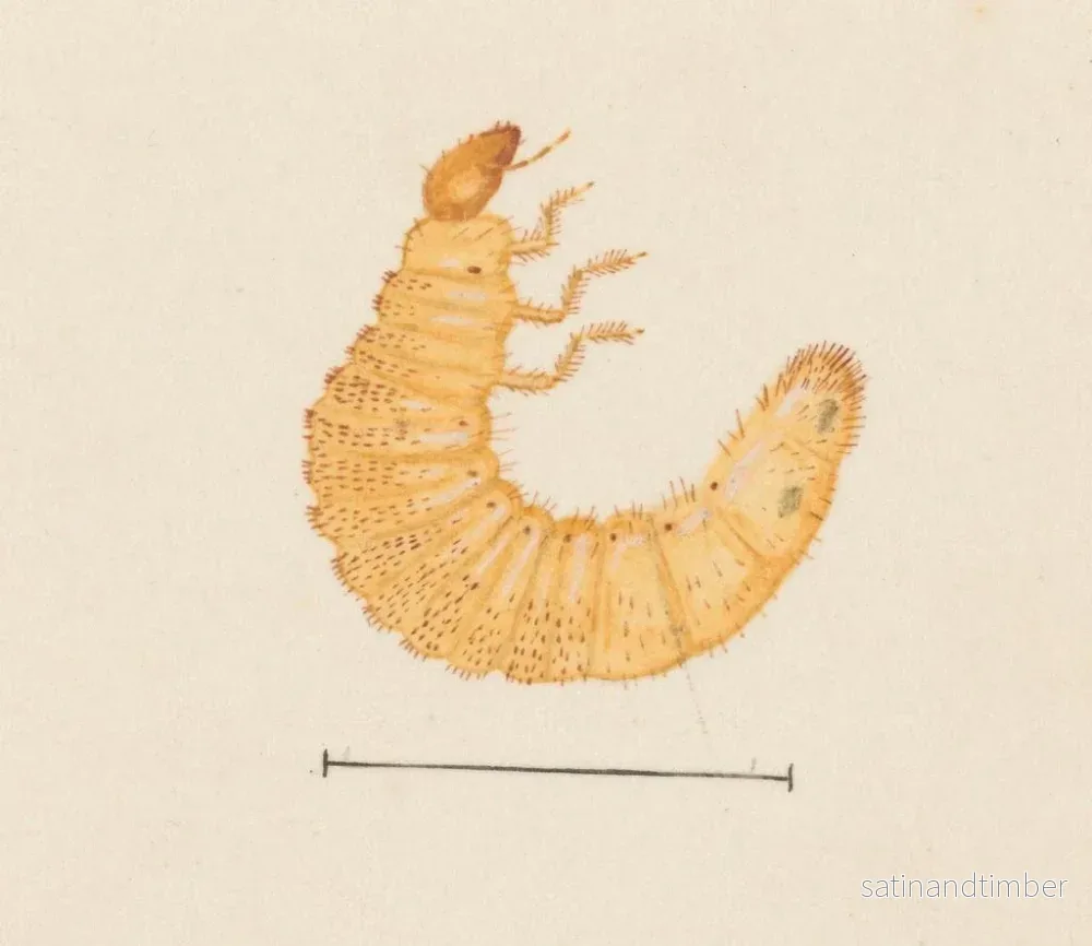 Reproduktion av målningen Aquarelle d'entomologie Pl022 - George Hudson - Bild 2