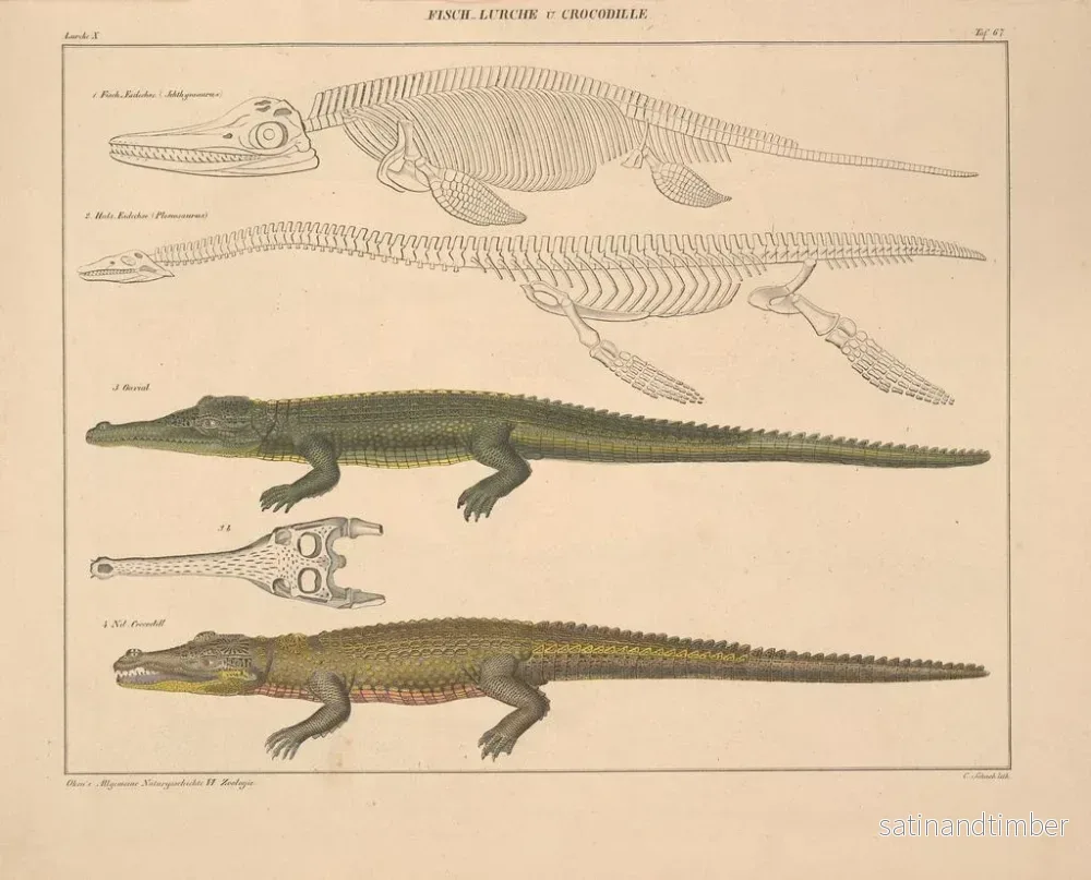 Reproduktion av målningen Illustrationer av den allmänna naturhistorien av Oken för alla tillstånd Pl. 113 - Lorenz Oken - Bild 2