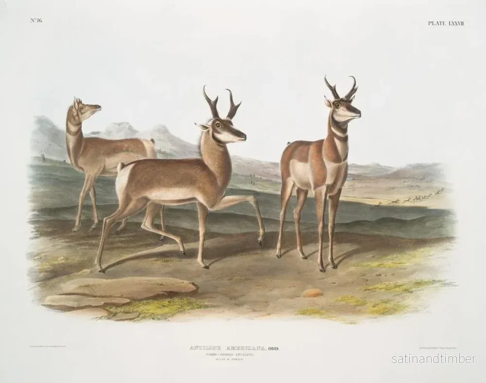 Reproduktion av målningen av amerikansk antilop, hane och hona - John Woodhouse Audubon - Bild 2