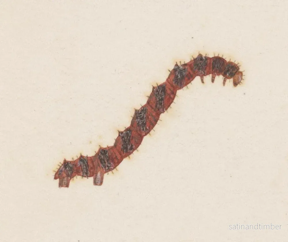 Reproduktion av målningen akvarell av entomologi Pl031 - George Hudson - Bild 2