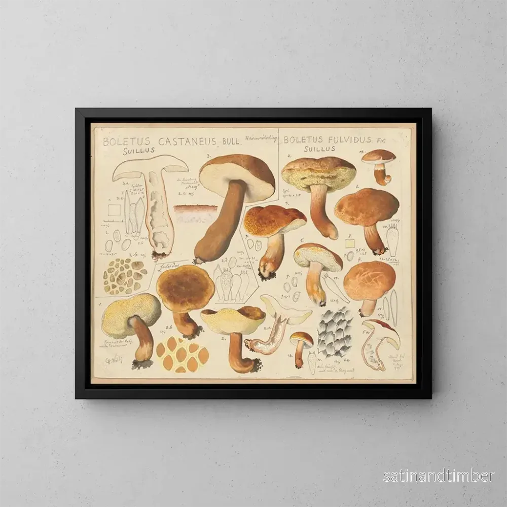 Reproduktion av målningen Boletus castaneus och Boletus fulvidus – Hans Baldung Reproduktion av målningen Boletus castaneus och Boletus fulvidus – Hans Baldung