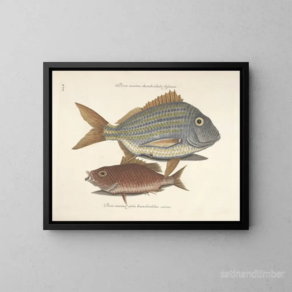 Reproduktion Bilder av fisk, ormar, insekter – Mark Catesby — plansch 004