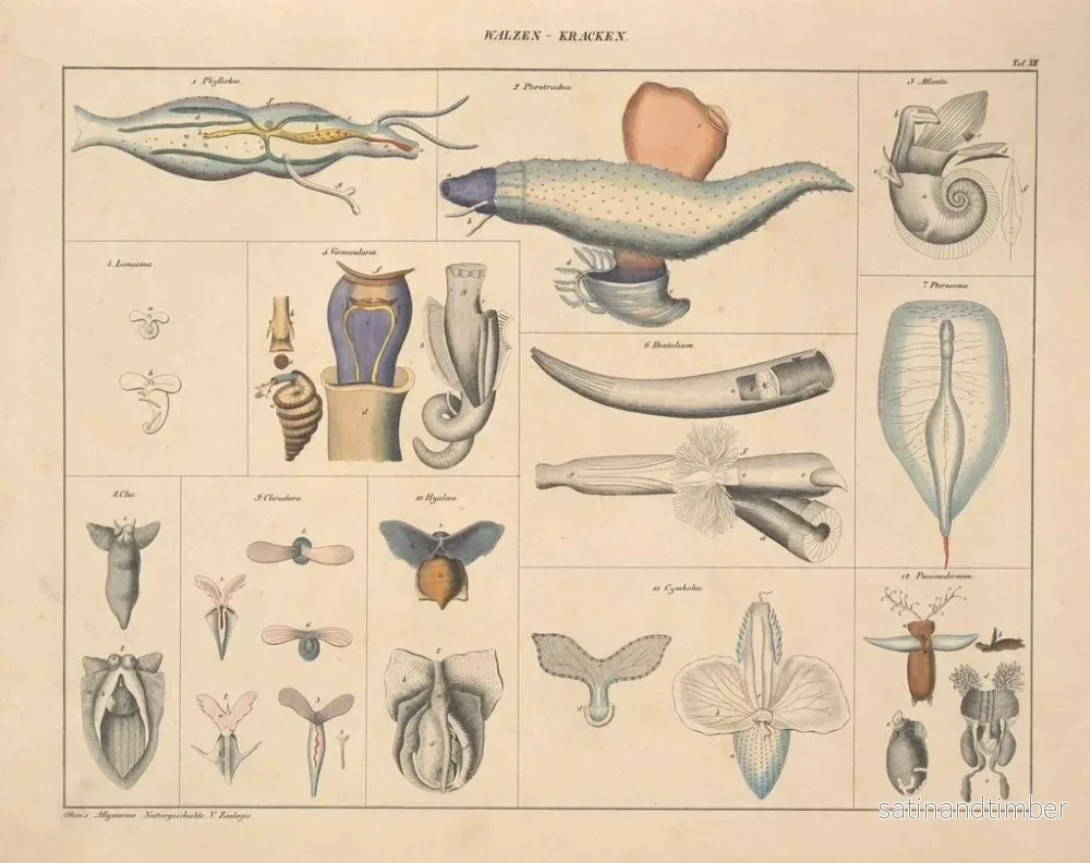 Reproduktion av målningen Illustrationer av den allmänna naturhistorien av Oken för alla tillstånd Pl071 - Lorenz Oken - Bild 2