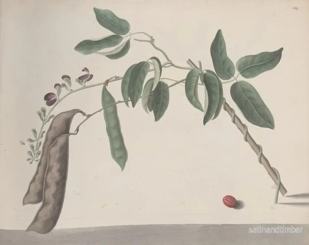 Reproduktion av målningen av Histoire naturelle de Saint-Domingue Pl181 - René de Rabi - Bild 2