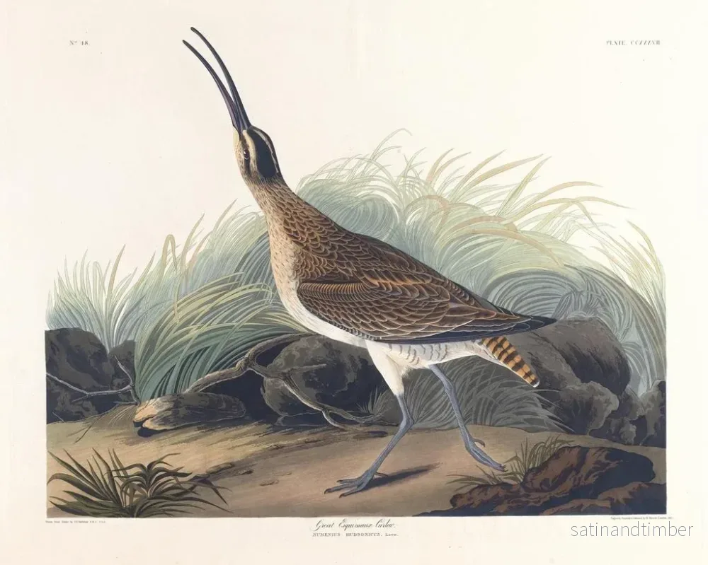 Reproduktion av målningen av stor tundrappar - John James Audubon - Bild 2