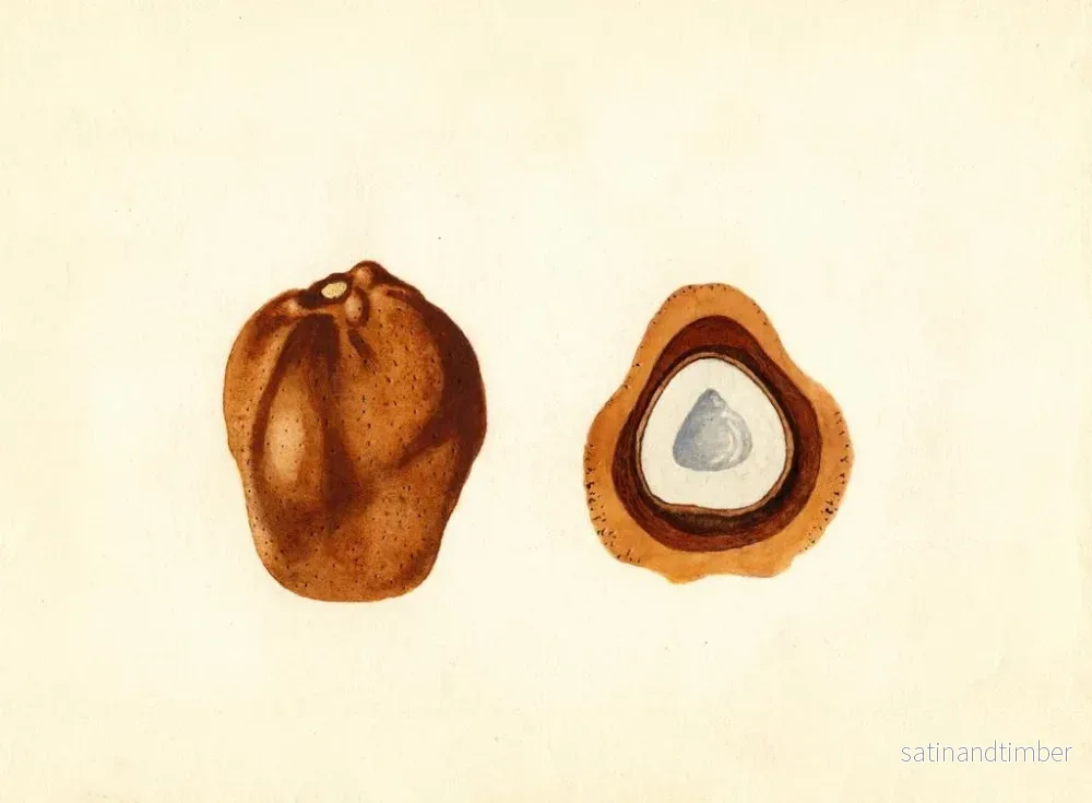 Reproduktion av målningen Hyphaene thebaica - James Marion Shull - Bild 2