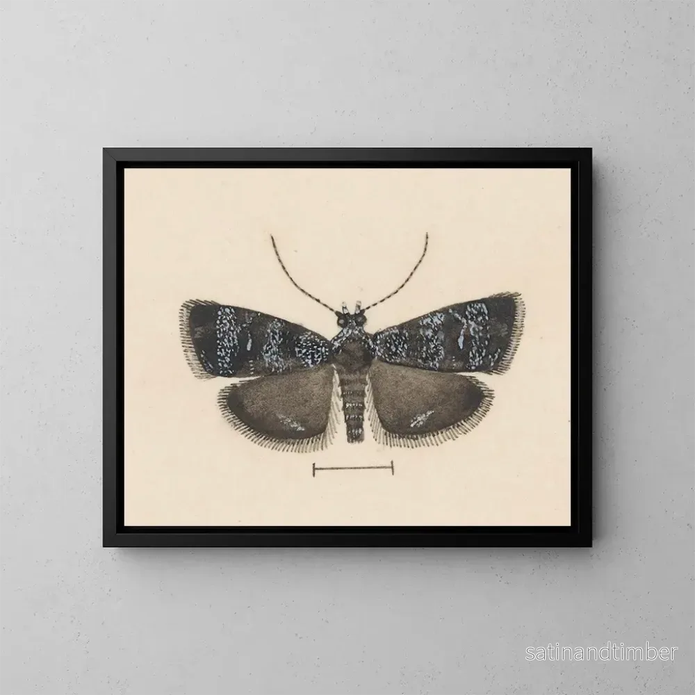 Reproduktion av målningen akvarell av entomologi Pl044 – George Hudson Reproduktion av målningen akvarell av entomologi Pl044 – George Hudson