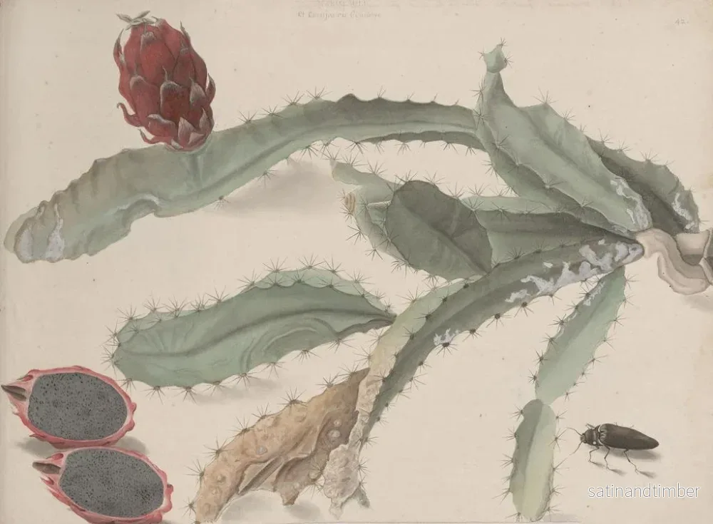 Reproduktion av målningen Histoire naturelle de Saint-Domingue Pl174 - René de Rabi - Bild 2