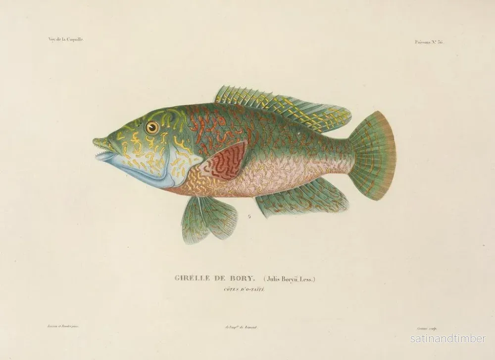 Resa runt världen — plansch 043 — Louis-Isidore Duperrey - Bild 2