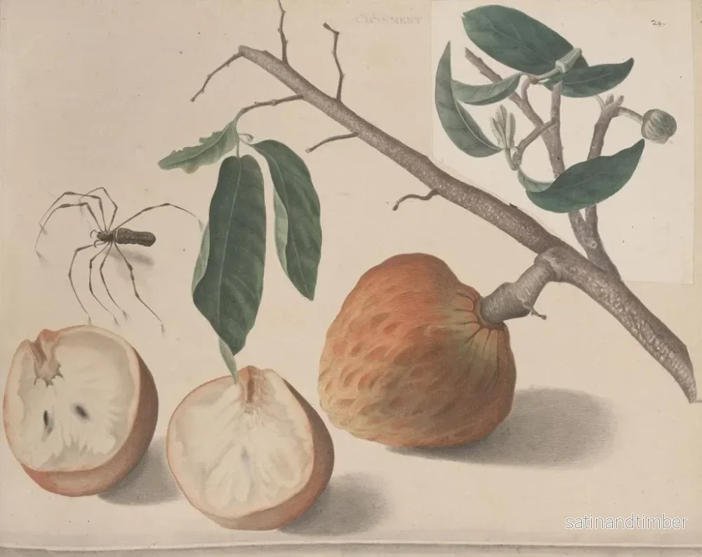 Reproduktion av målningen Histoire naturelle de Saint-Domingue Pl155 - René de Rabi - Bild 2