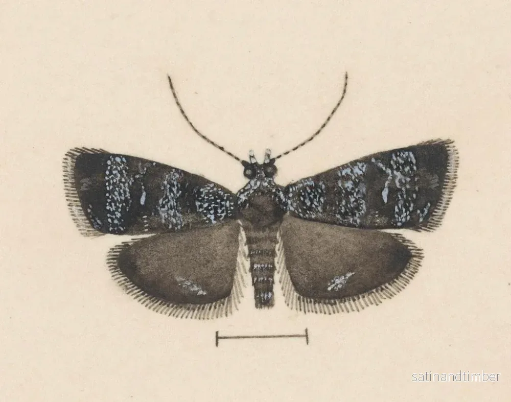 Reproduktion av målningen akvarell av entomologi Pl044 - George Hudson - Bild 2