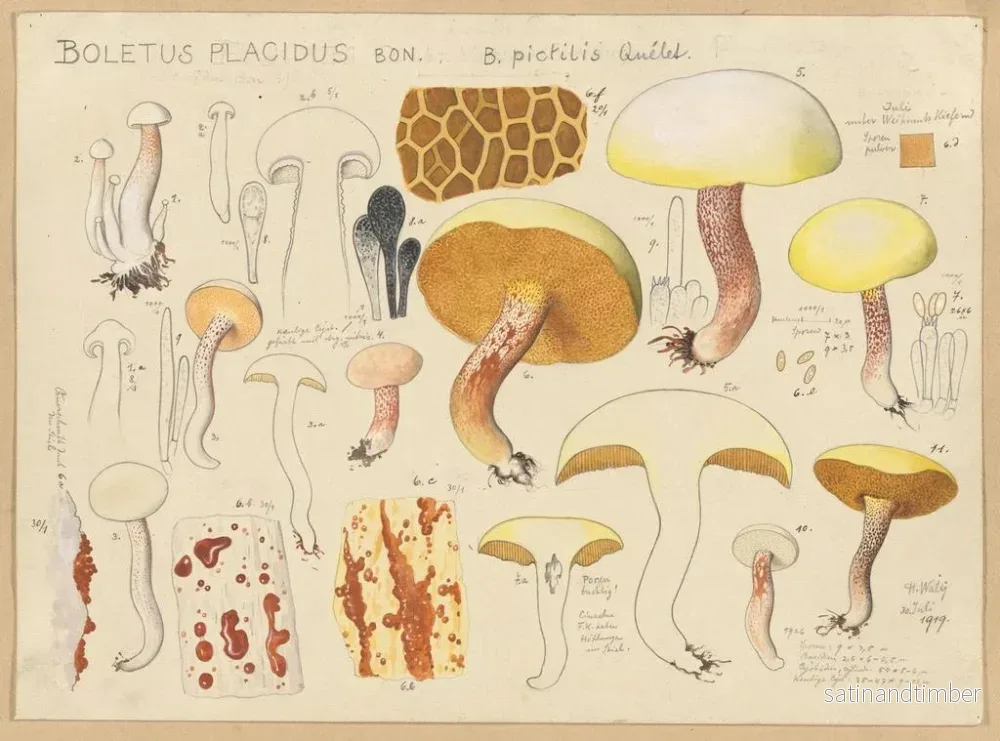 Reproduktion av målningen Boletus placidus - Hans Baldung - Bild 2